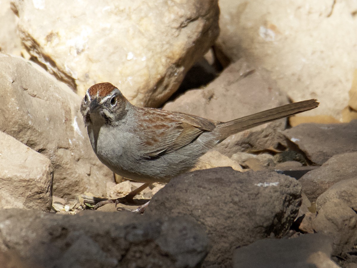 Rufous-crowned Sparrow - ML551049851