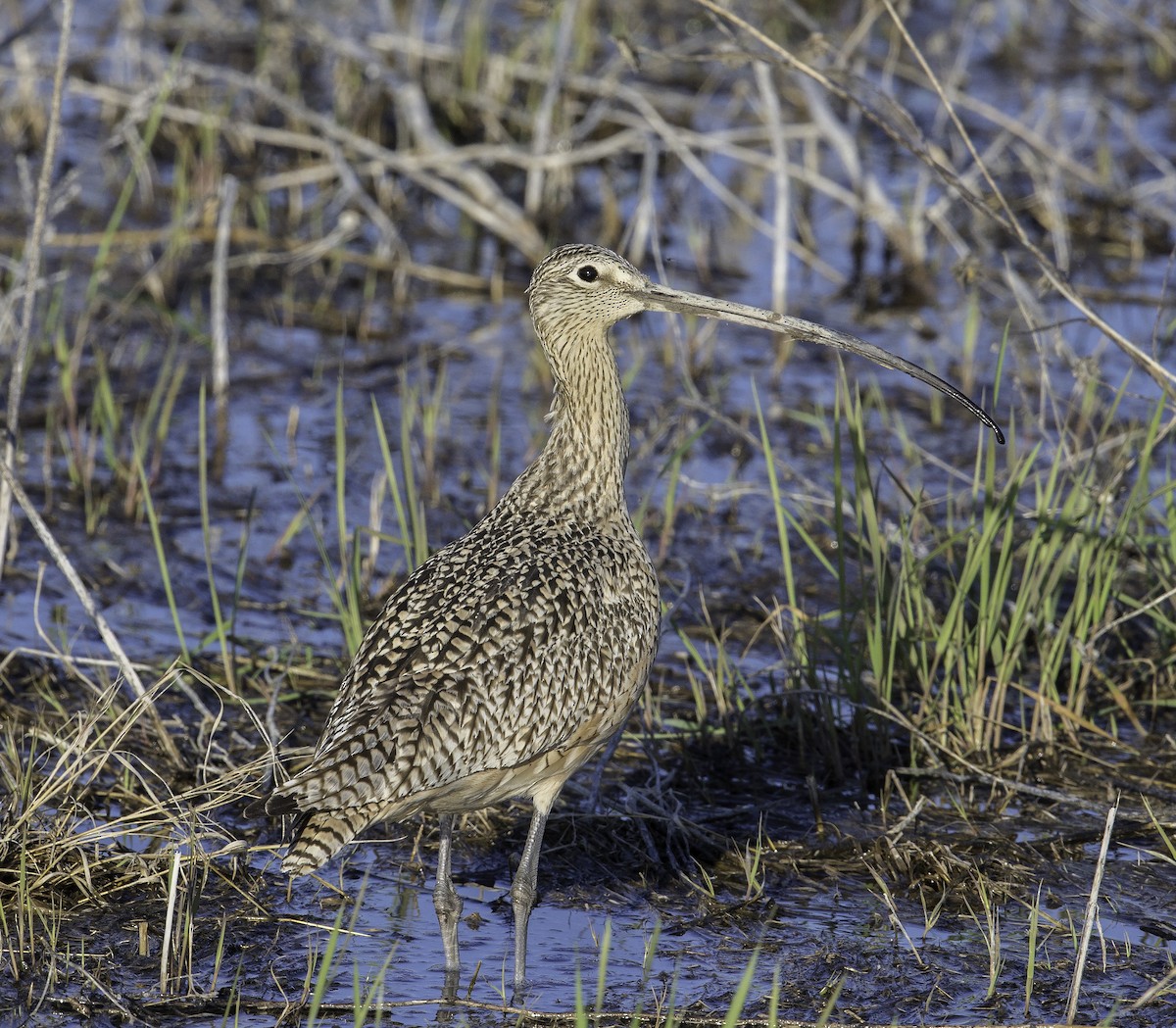 Long-billed Curlew - ML55105021