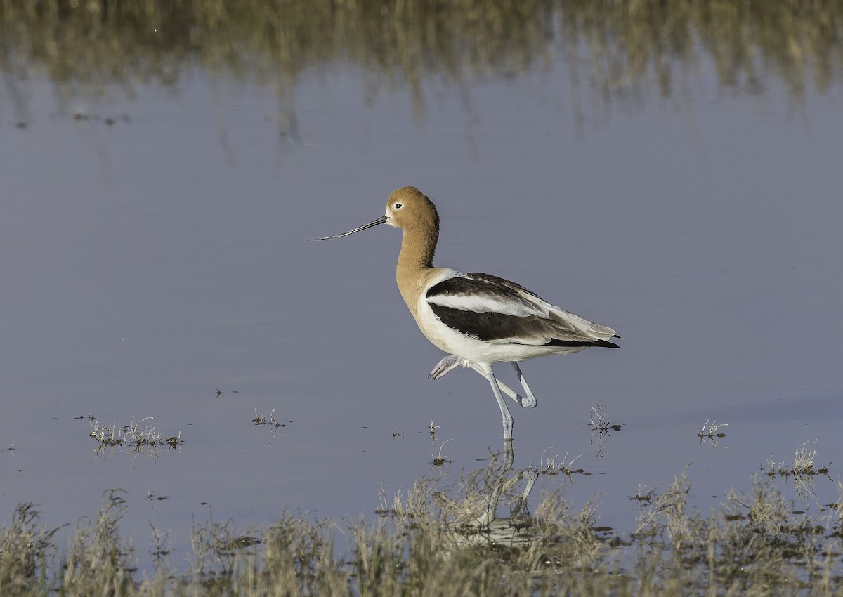 American Avocet - rodger cooley