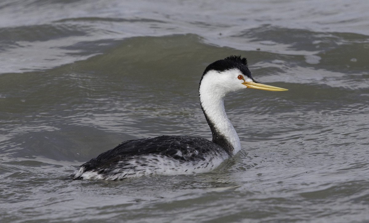 Clark's Grebe - rodger cooley