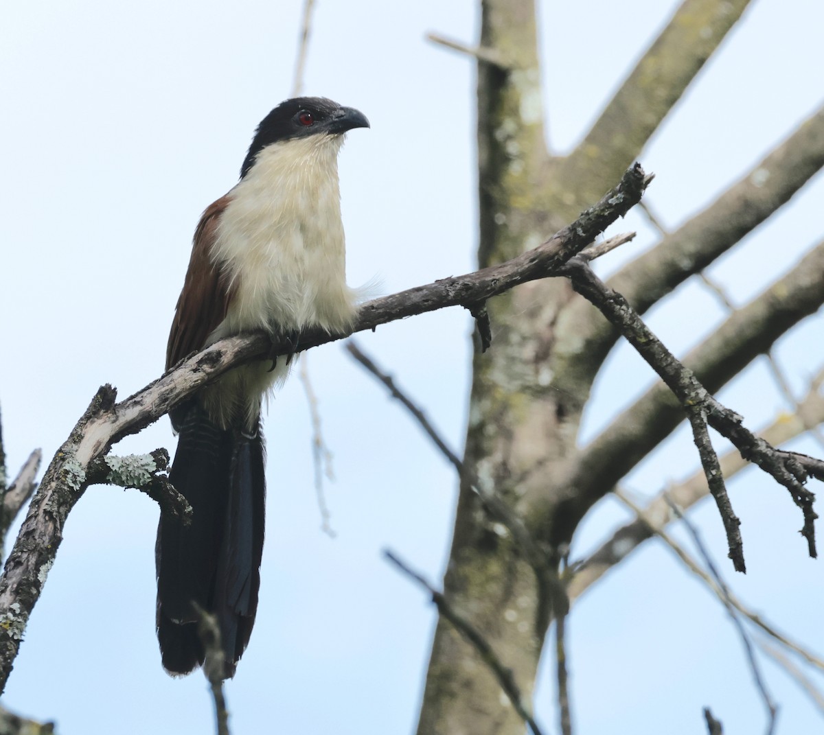 White-browed Coucal (Burchell's) - ML551054991