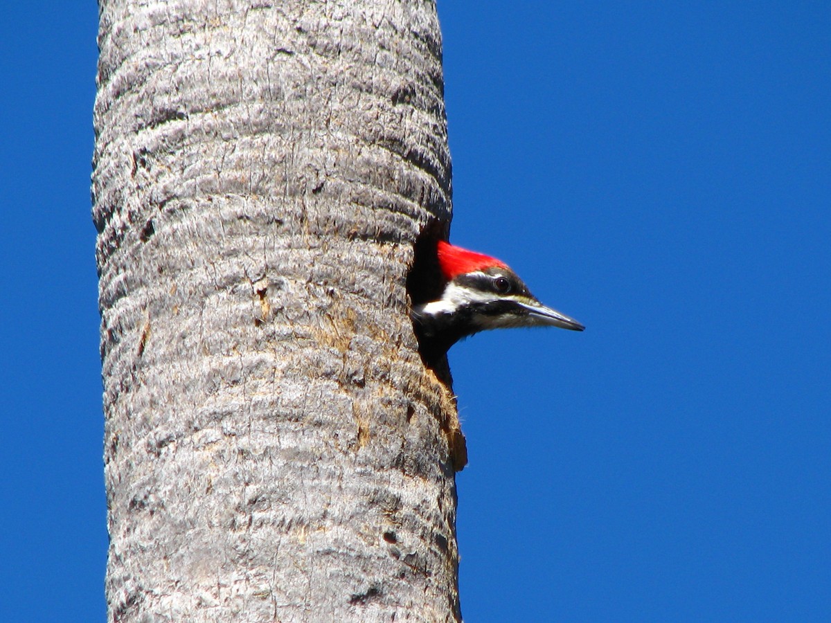 Pileated Woodpecker - ML551056381