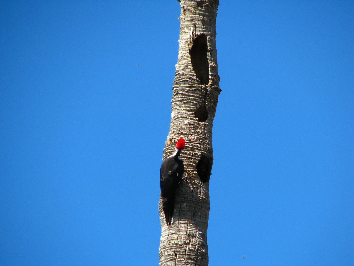Pileated Woodpecker - ML551056391