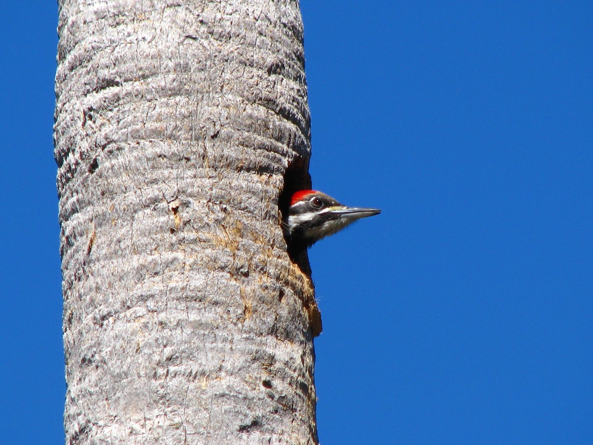 Pileated Woodpecker - ML551056401