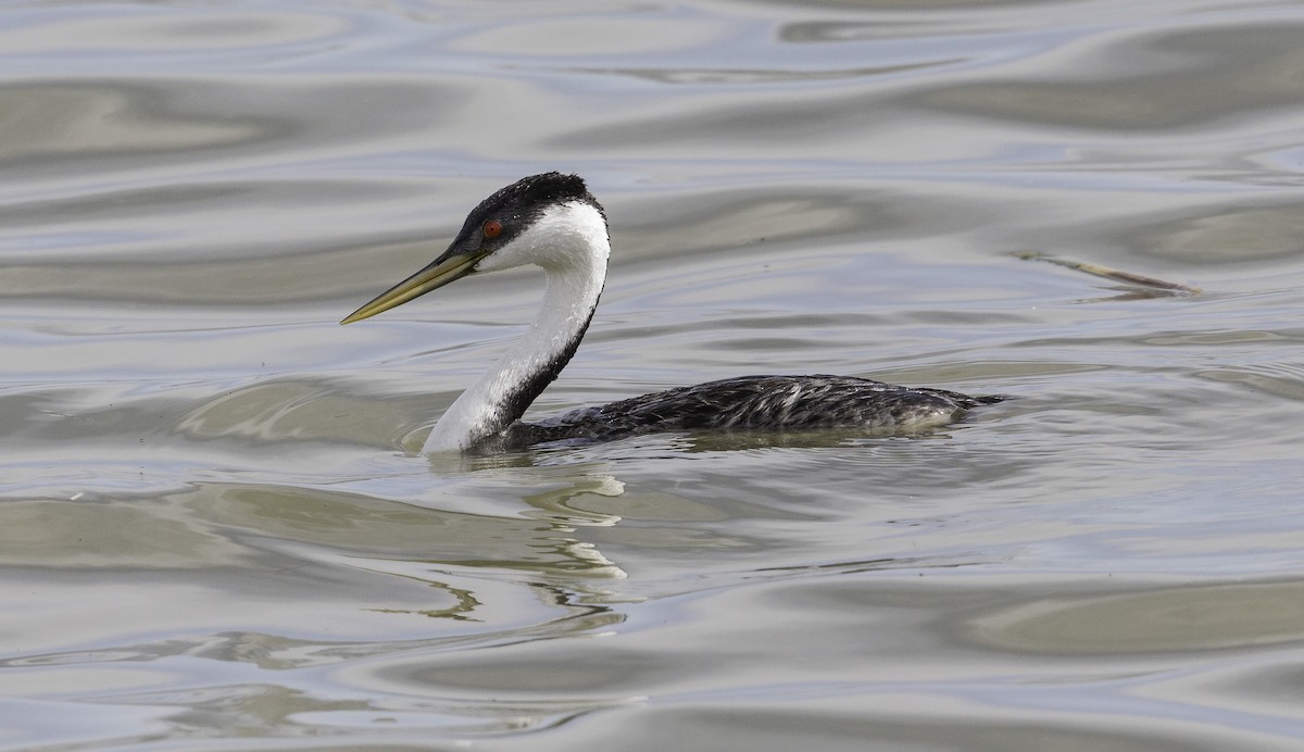 Western Grebe - rodger cooley