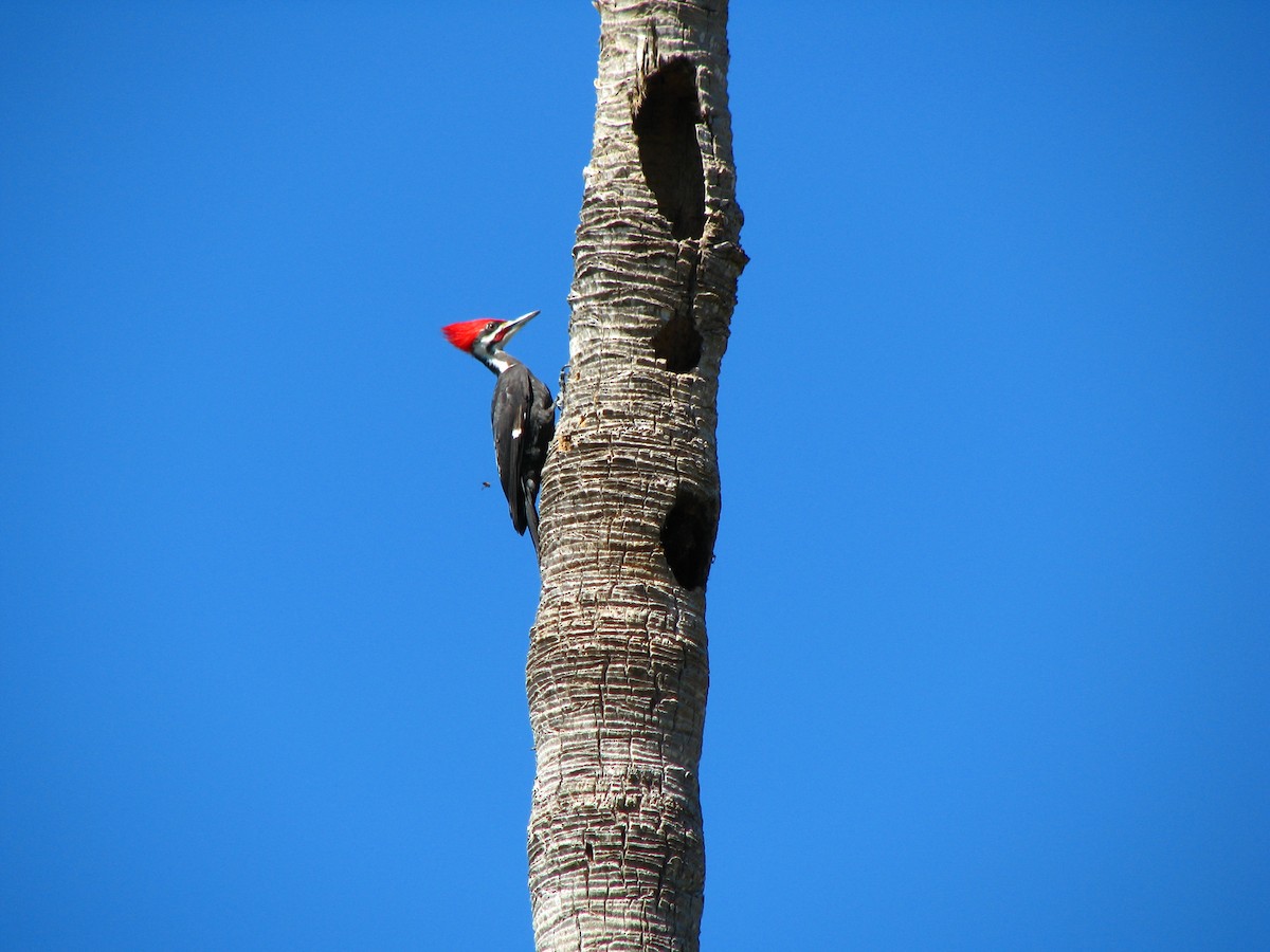 Pileated Woodpecker - ML551056411