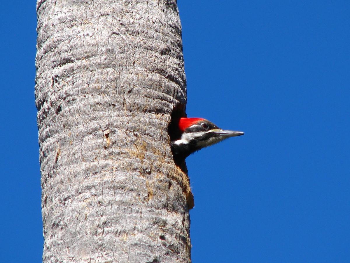 Pileated Woodpecker - Alan Collier
