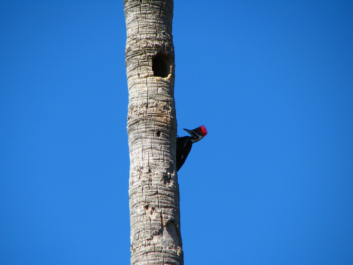 Pileated Woodpecker - ML551056431