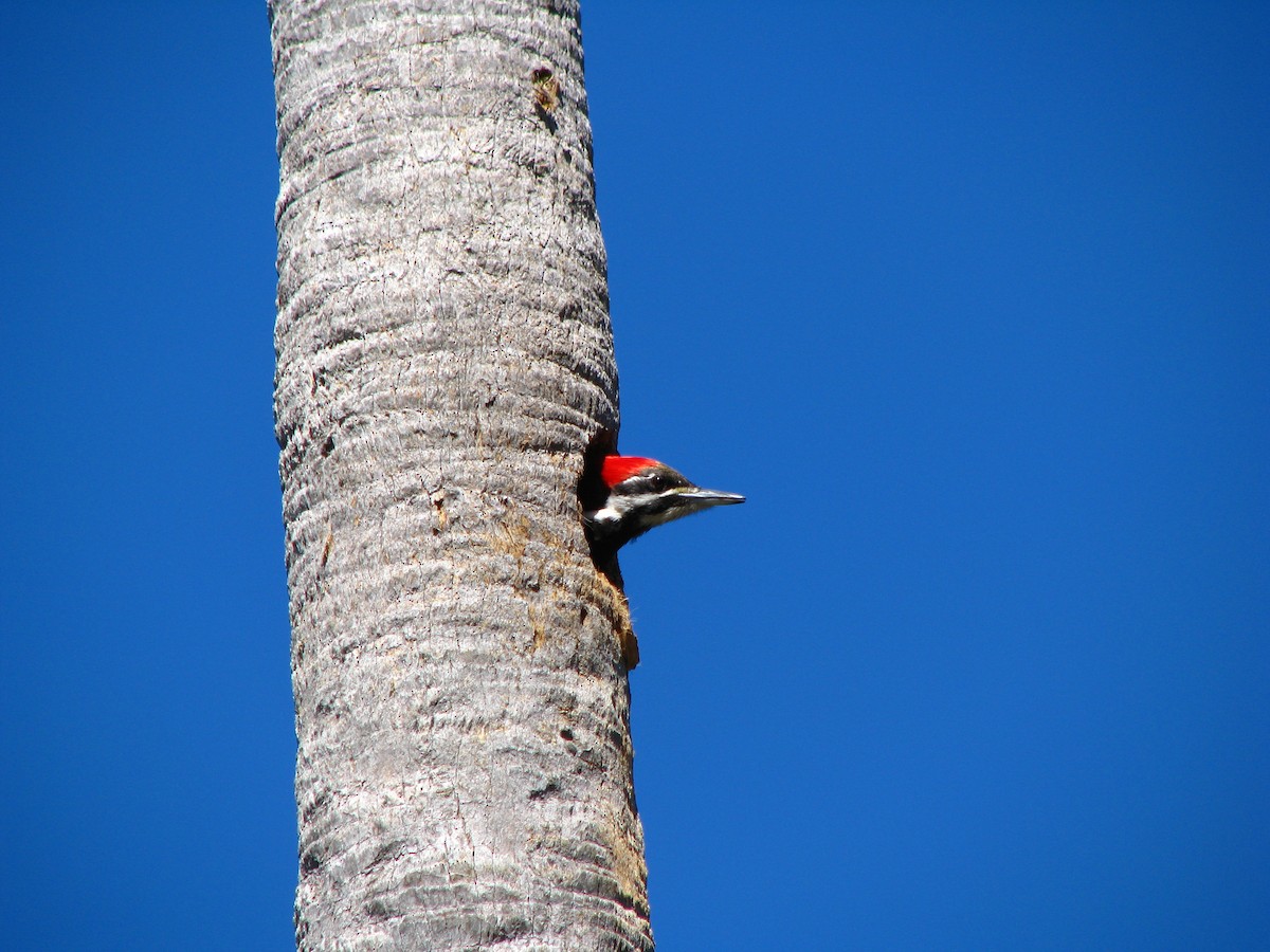 Pileated Woodpecker - ML551056441