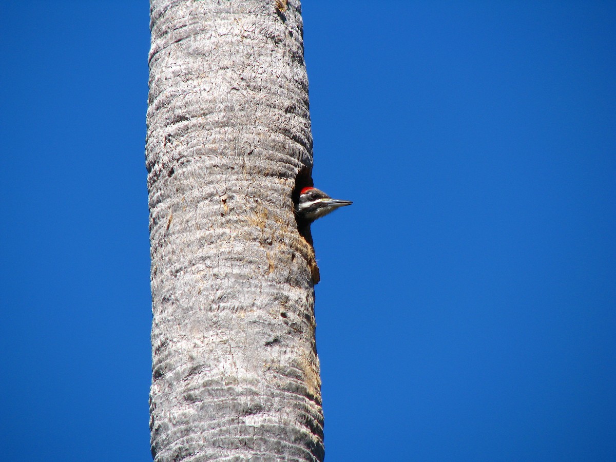 Pileated Woodpecker - ML551056451