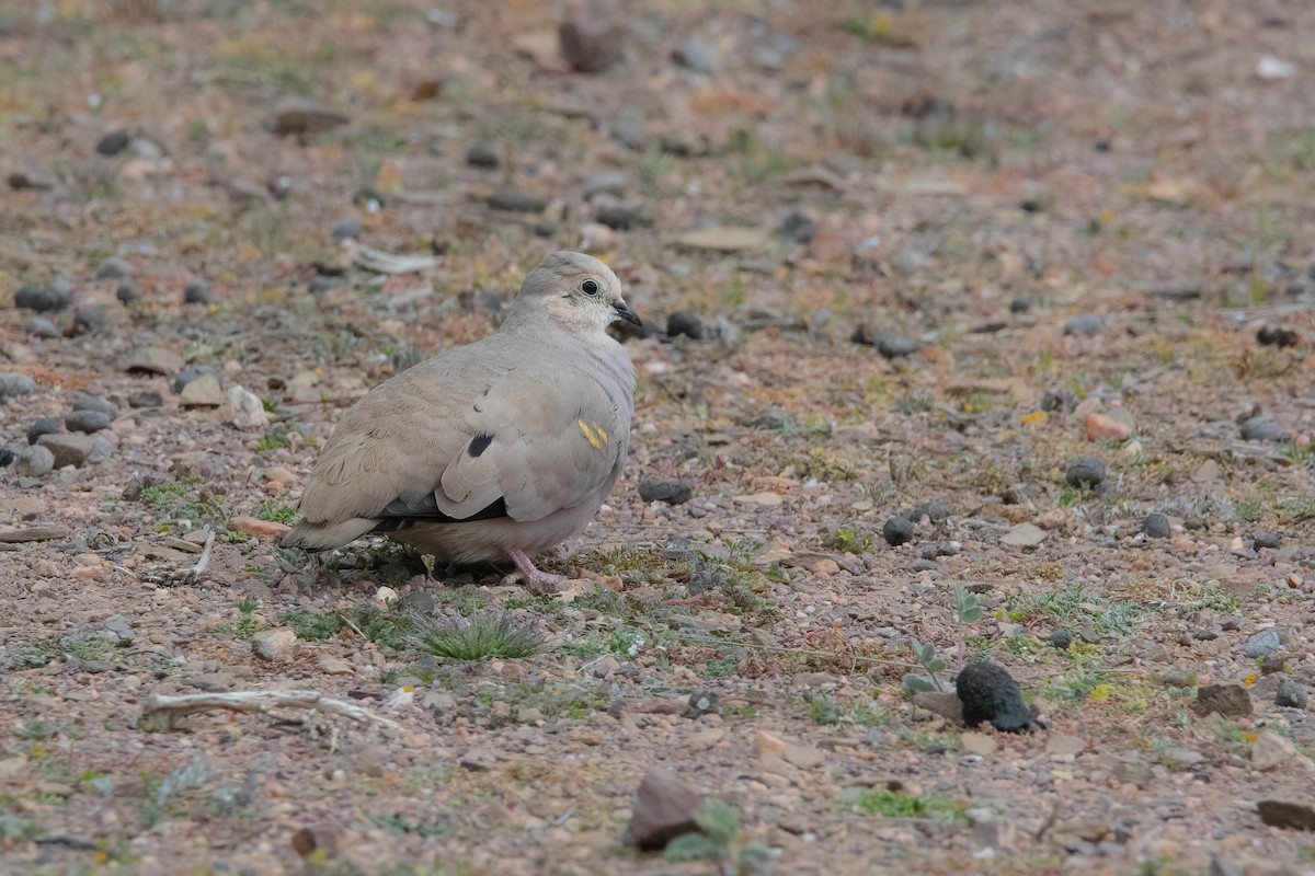 Golden-spotted Ground Dove - ML551059521
