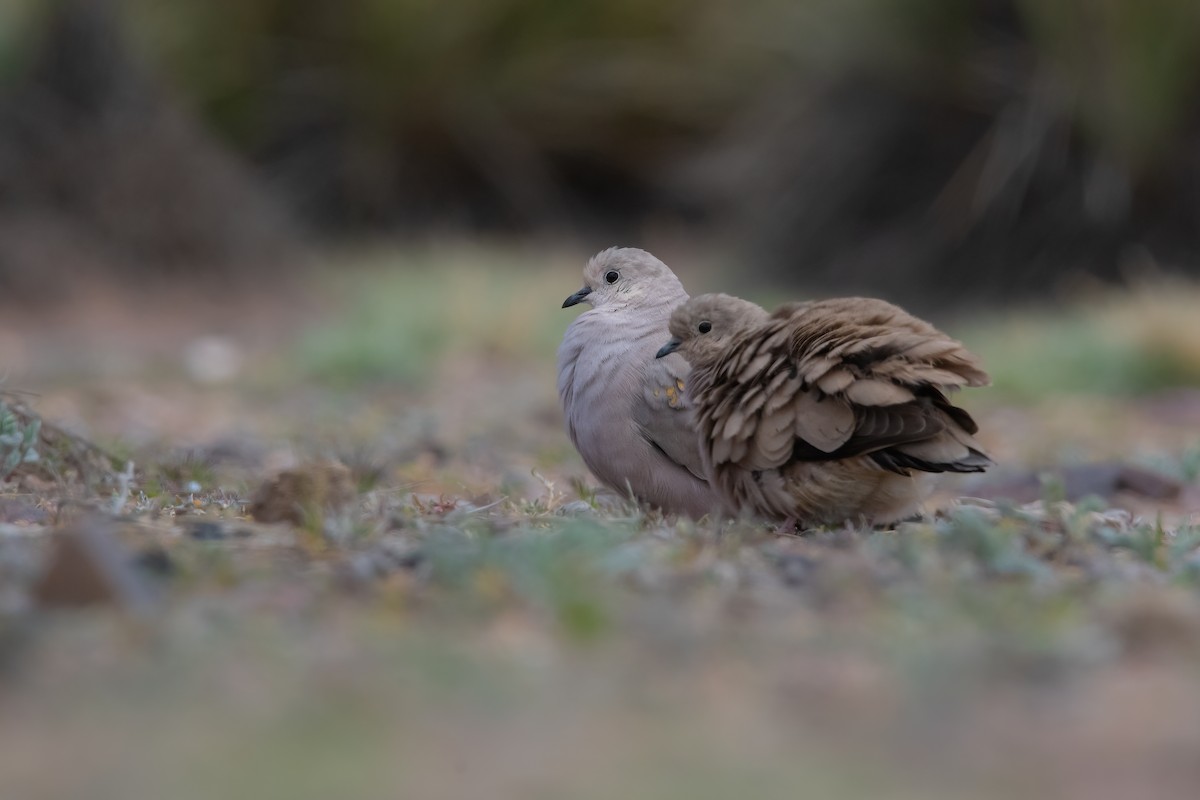 Golden-spotted Ground Dove - ML551059531