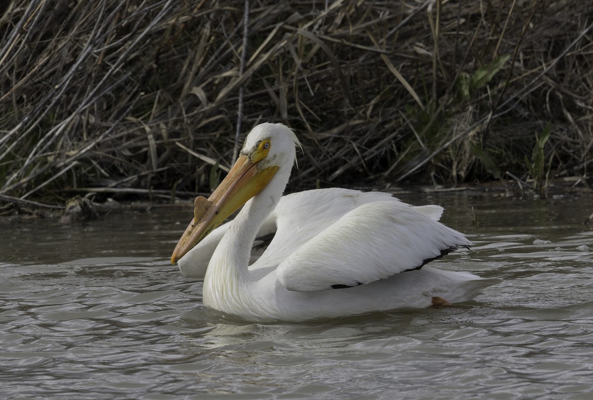 American White Pelican - rodger cooley
