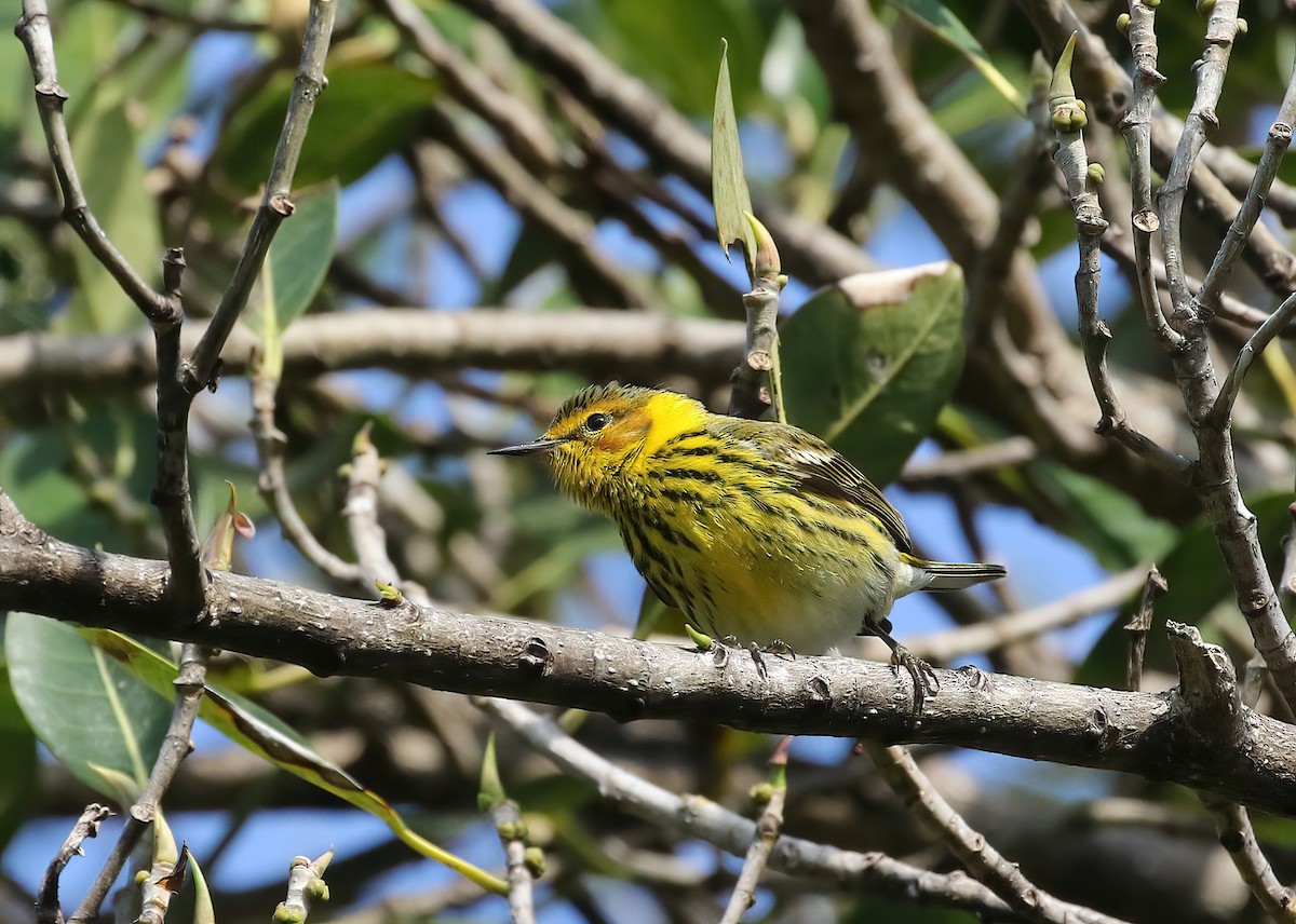 Cape May Warbler - ML551068441