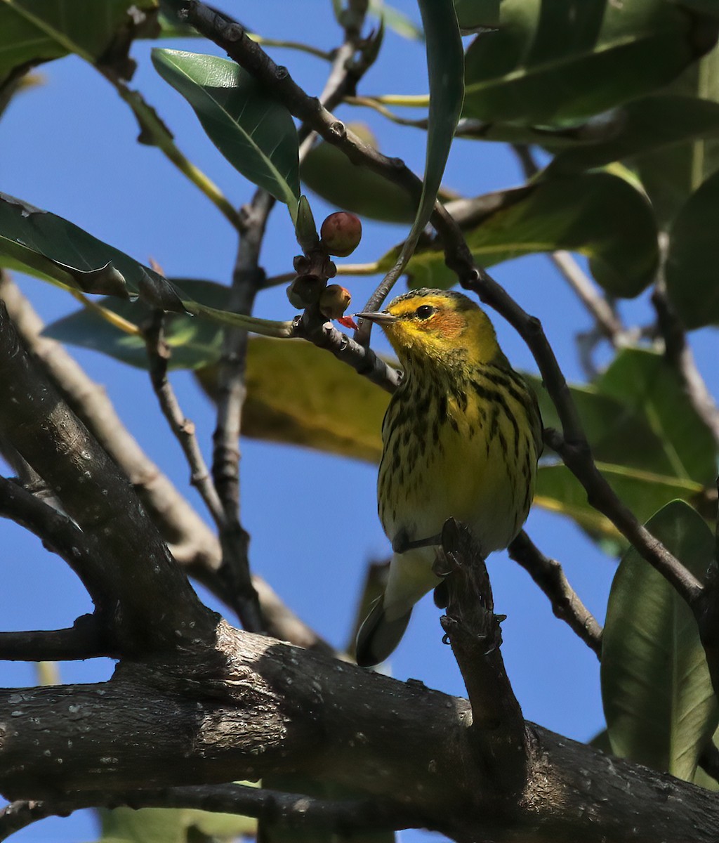 Cape May Warbler - ML551068511