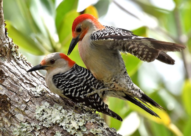 Red Bellied Woodpecker Nest