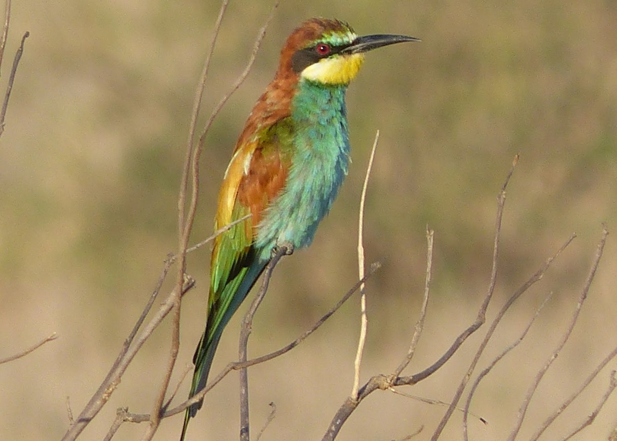 European Bee-eater - Andy Frank