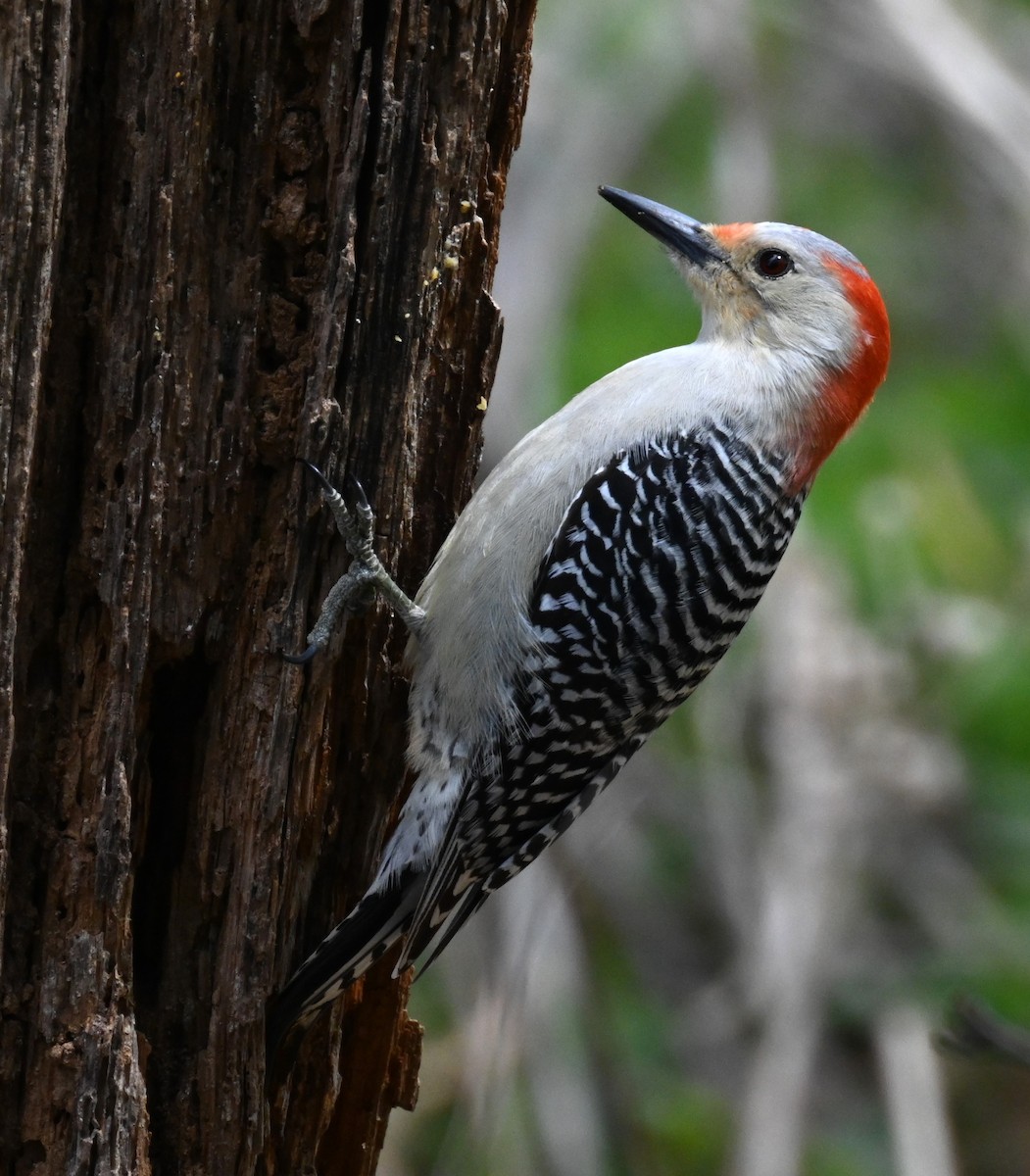 Red-bellied Woodpecker - carol tuskey