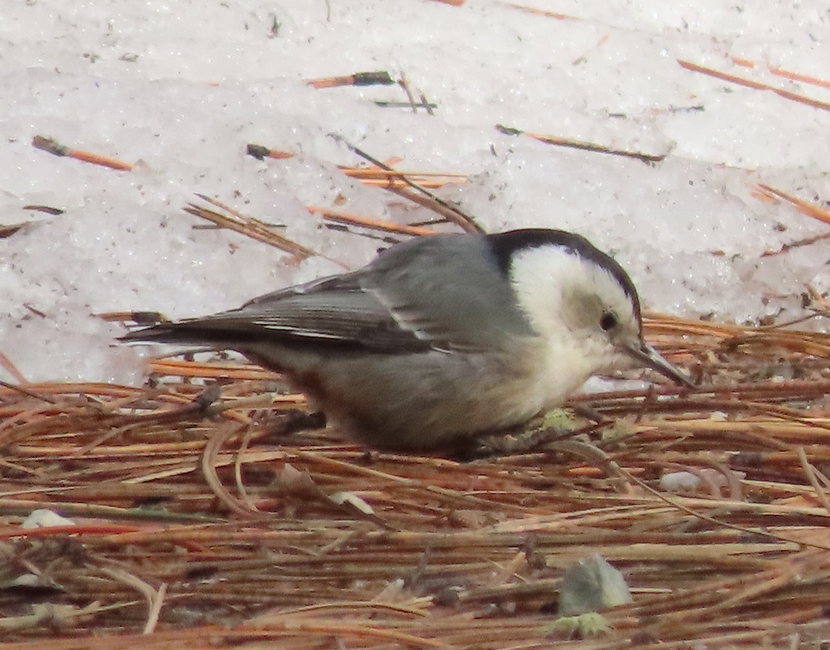 White-breasted Nuthatch - ML551071421
