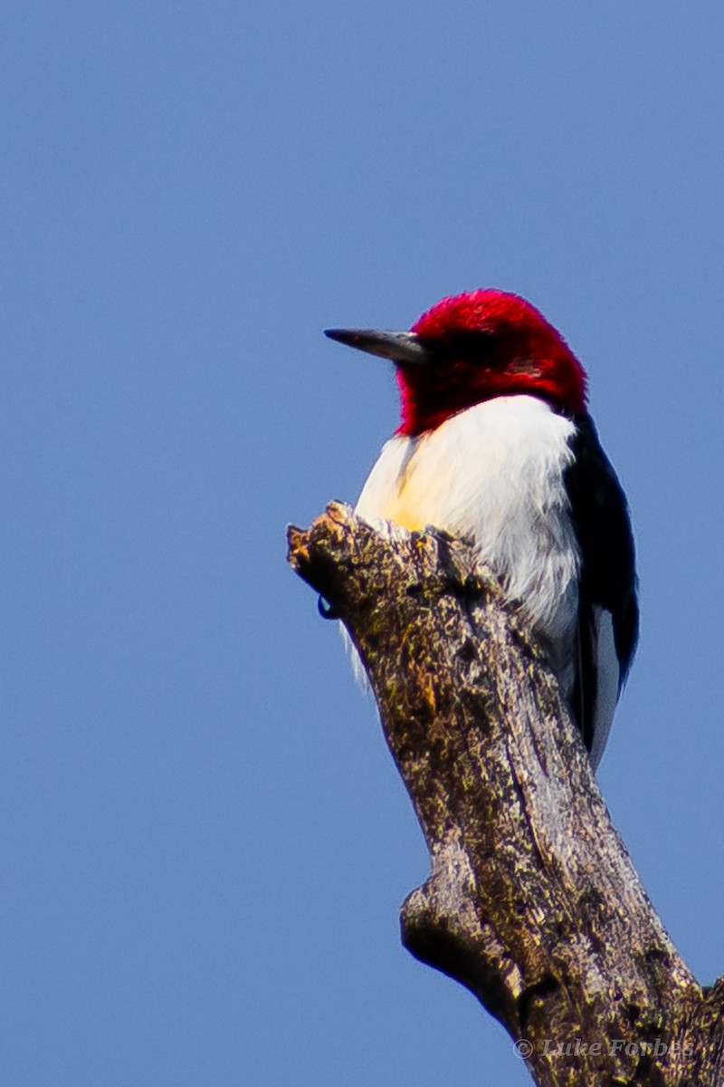 Red-headed Woodpecker - ML551072091