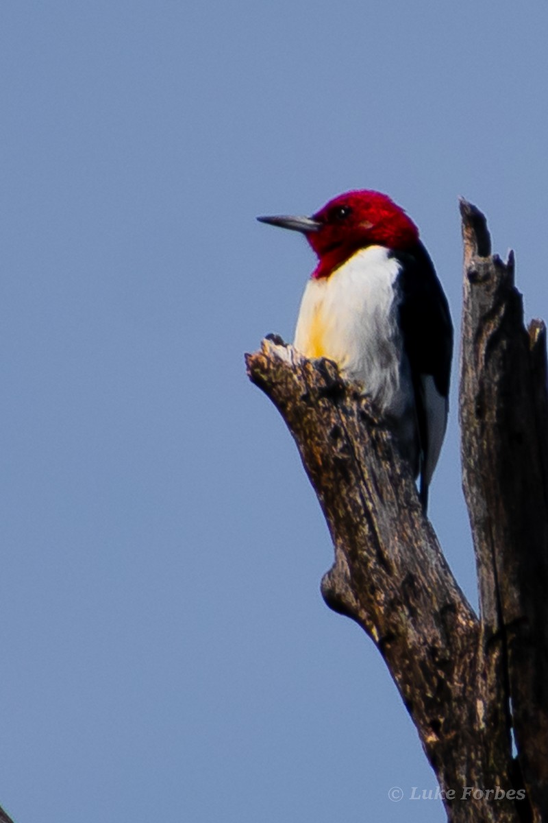 Red-headed Woodpecker - ML551072101