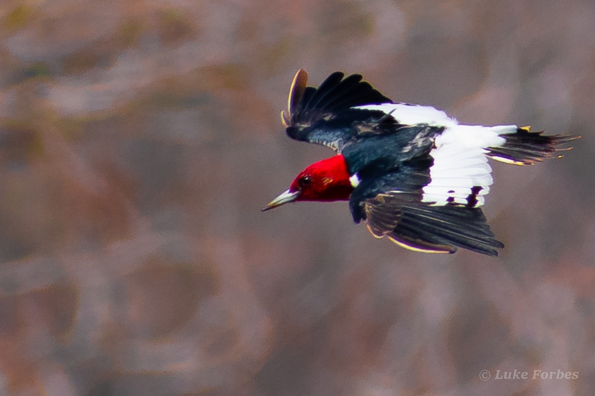 Red-headed Woodpecker - ML551072111