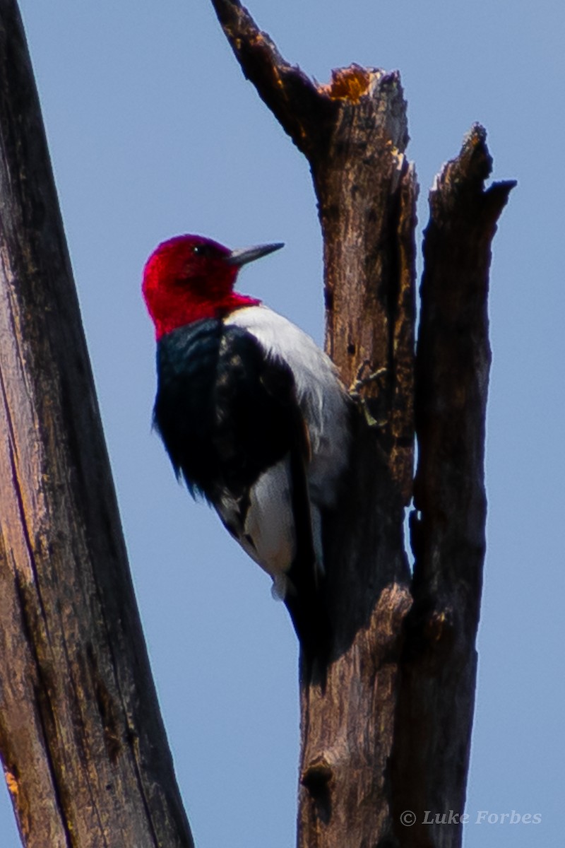 Red-headed Woodpecker - ML551072121
