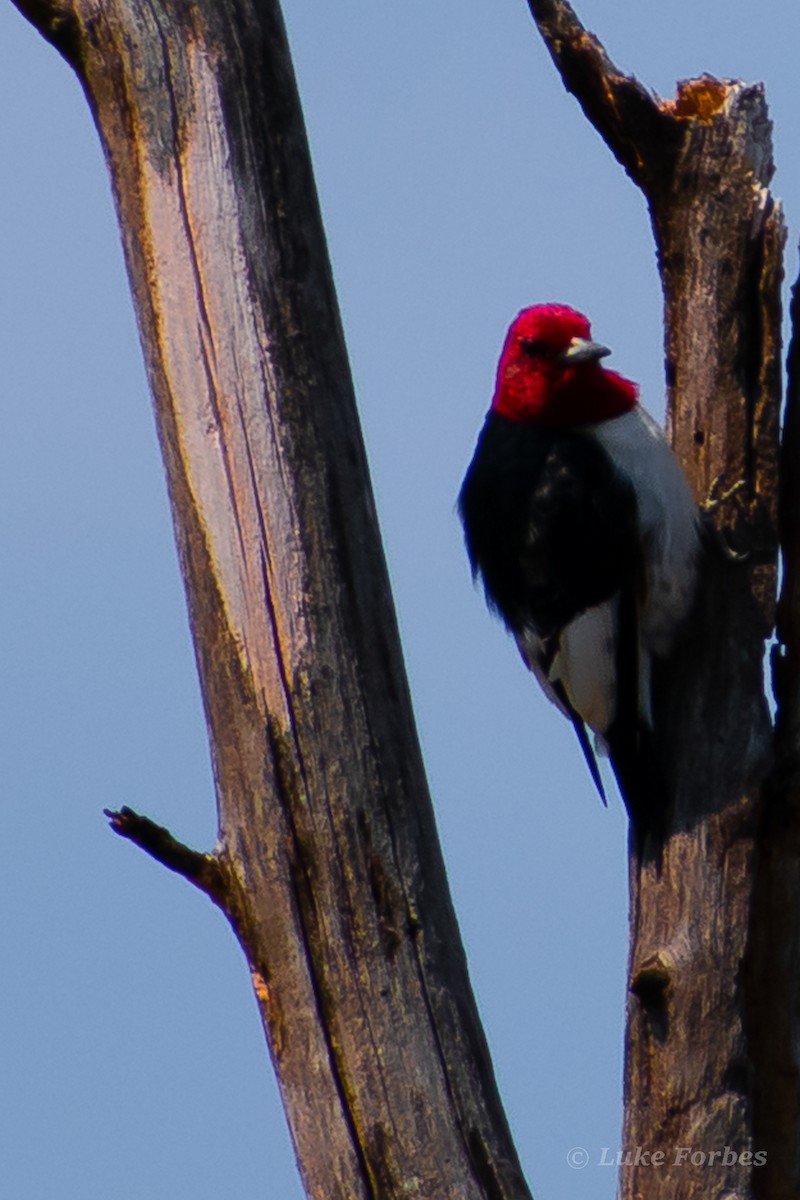 Red-headed Woodpecker - ML551072131