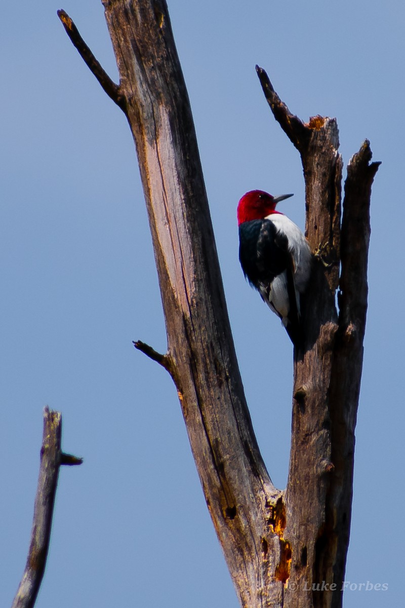 Red-headed Woodpecker - ML551072151