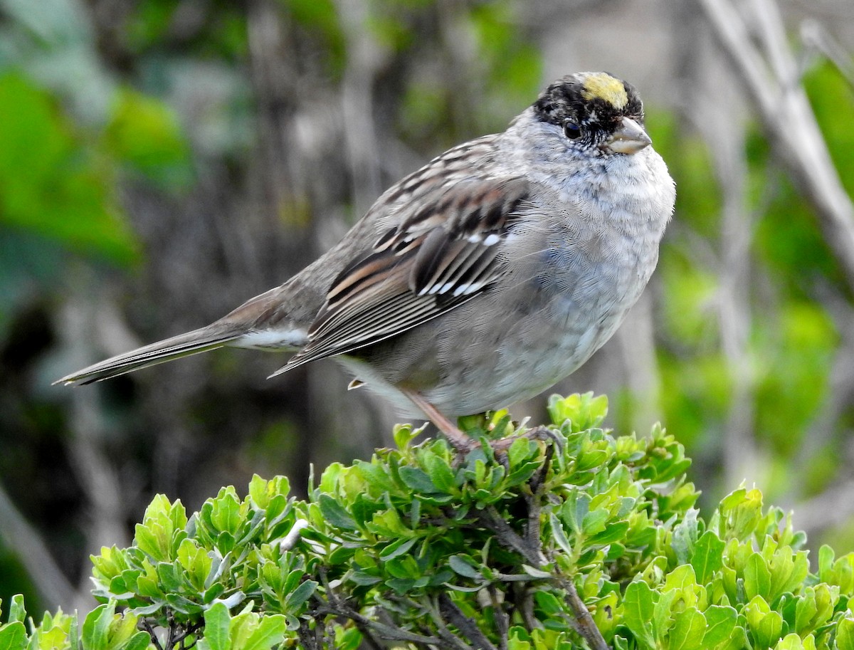Golden-crowned Sparrow - ML551073871