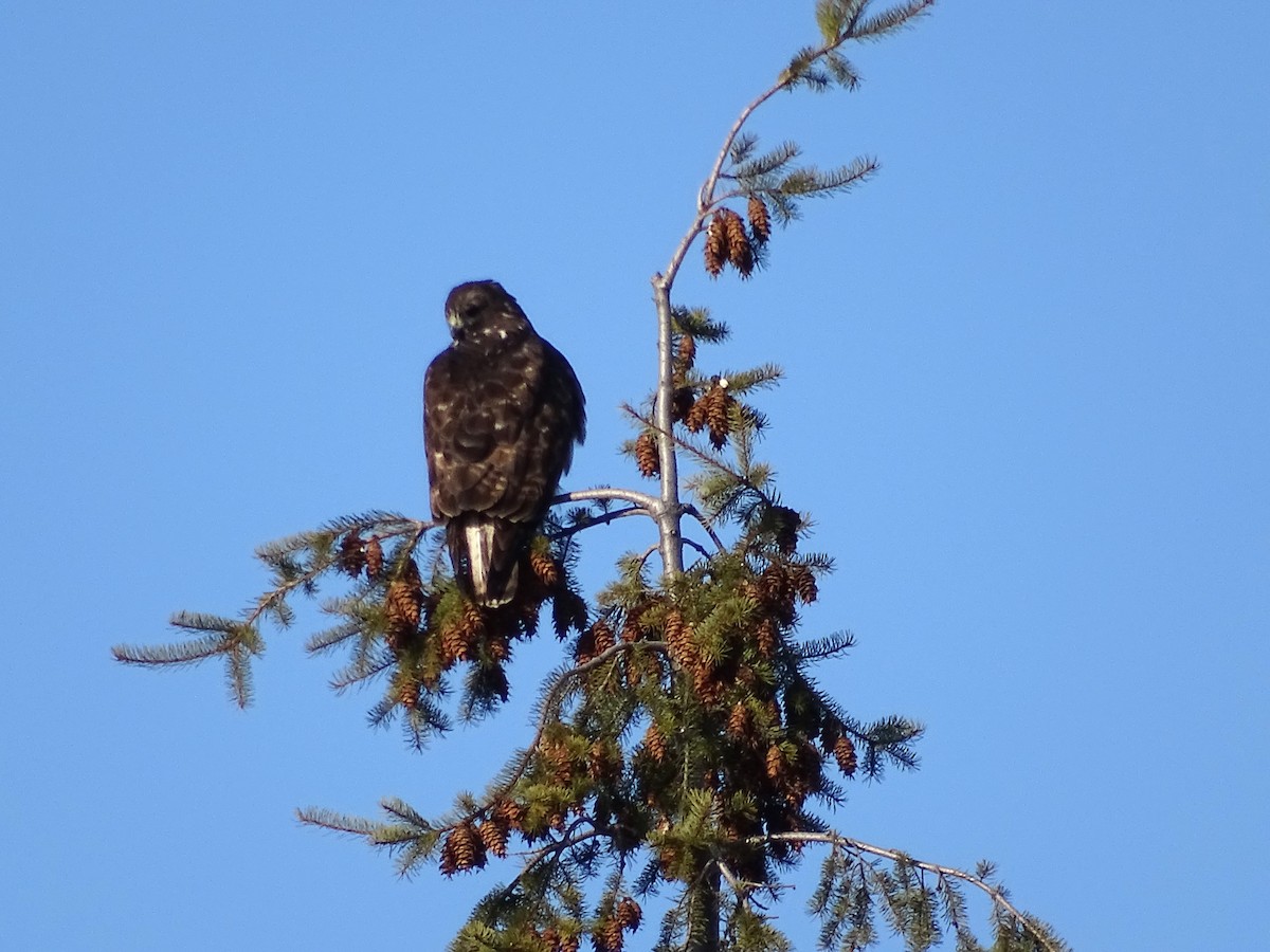 eBird Checklist - 29 Mar 2023 - Broadview Area - 19 species