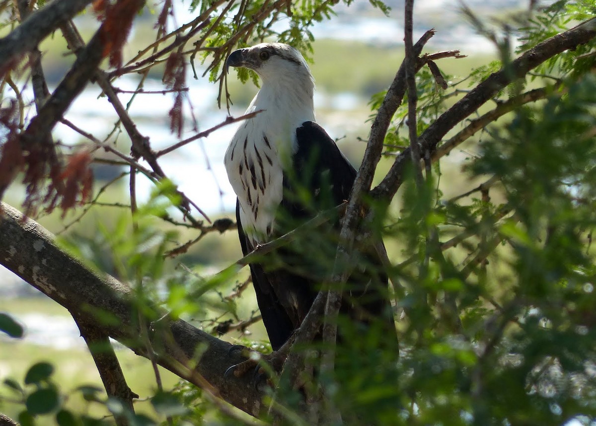 African Fish-Eagle - ML55107701