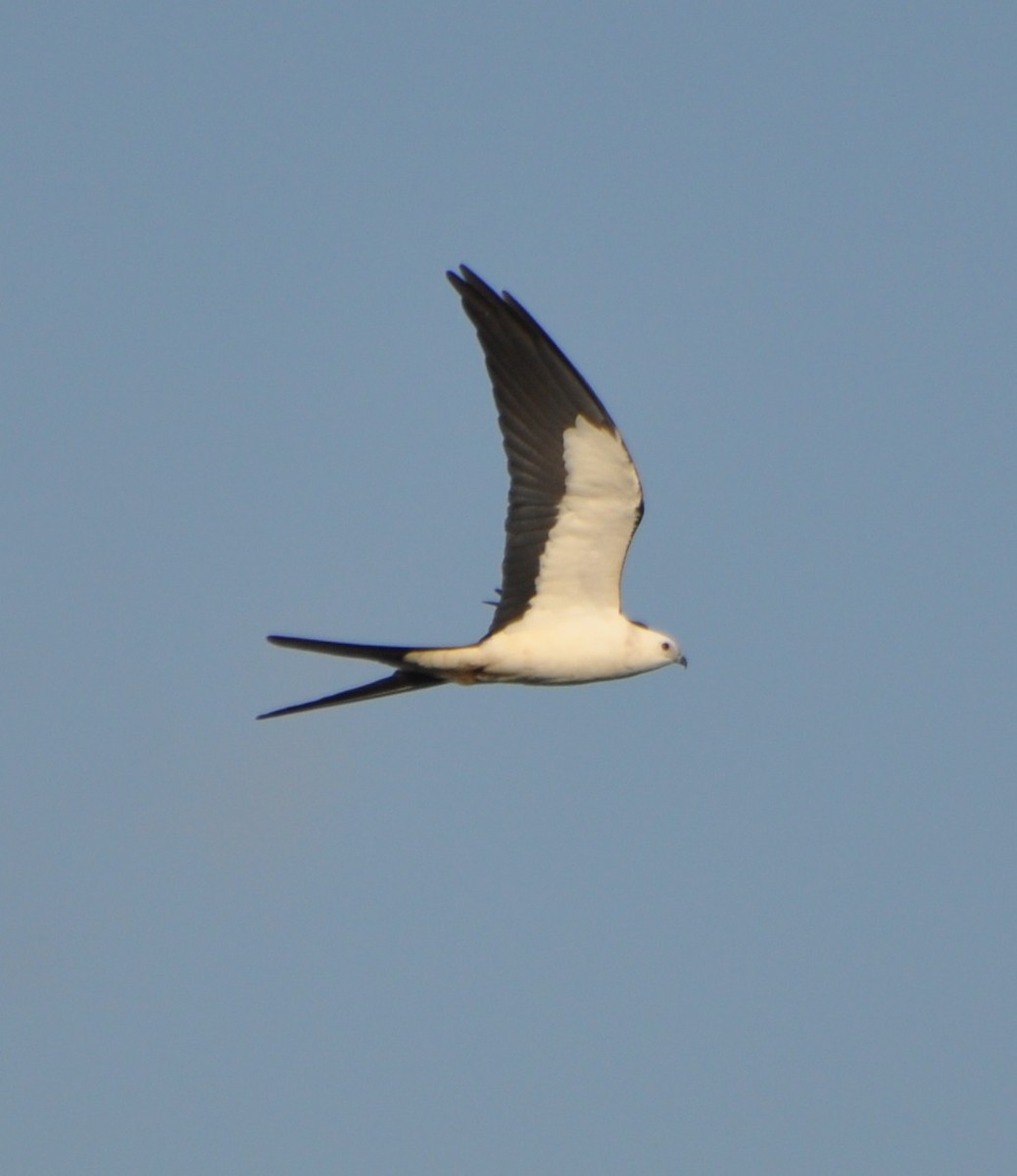 Swallow-tailed Kite - ML55107721