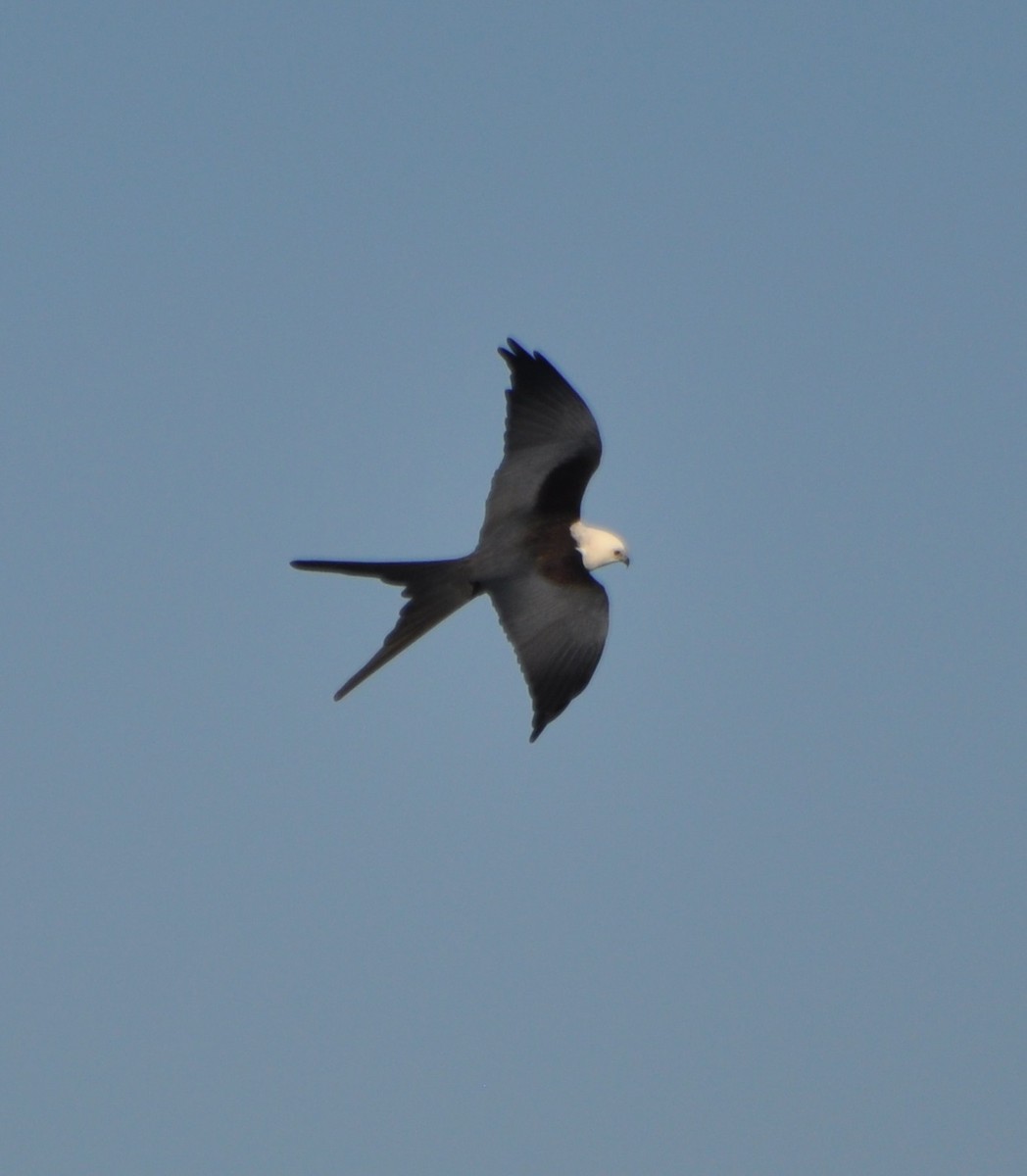 Swallow-tailed Kite - ML55107731