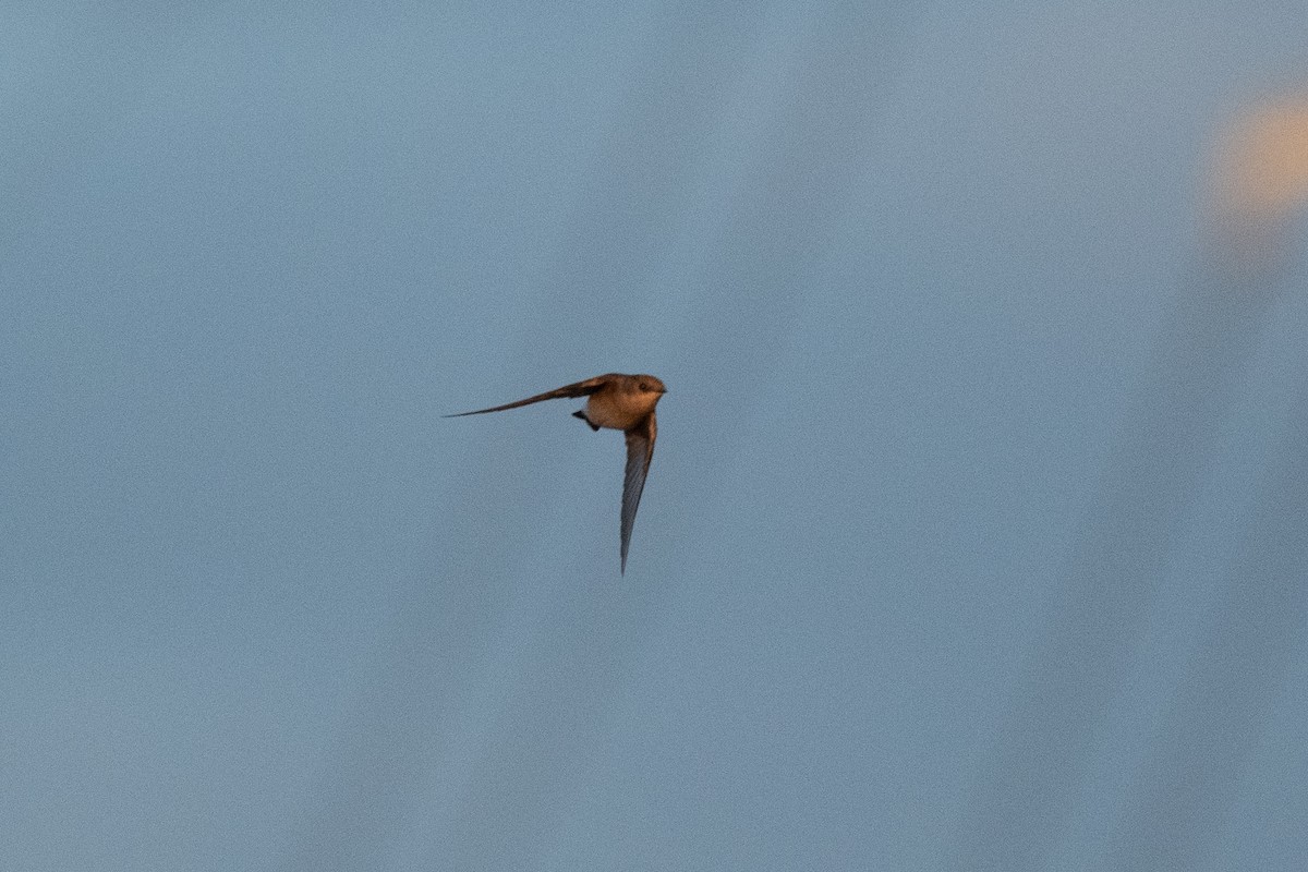 Northern Rough-winged Swallow - Sebastian Jones