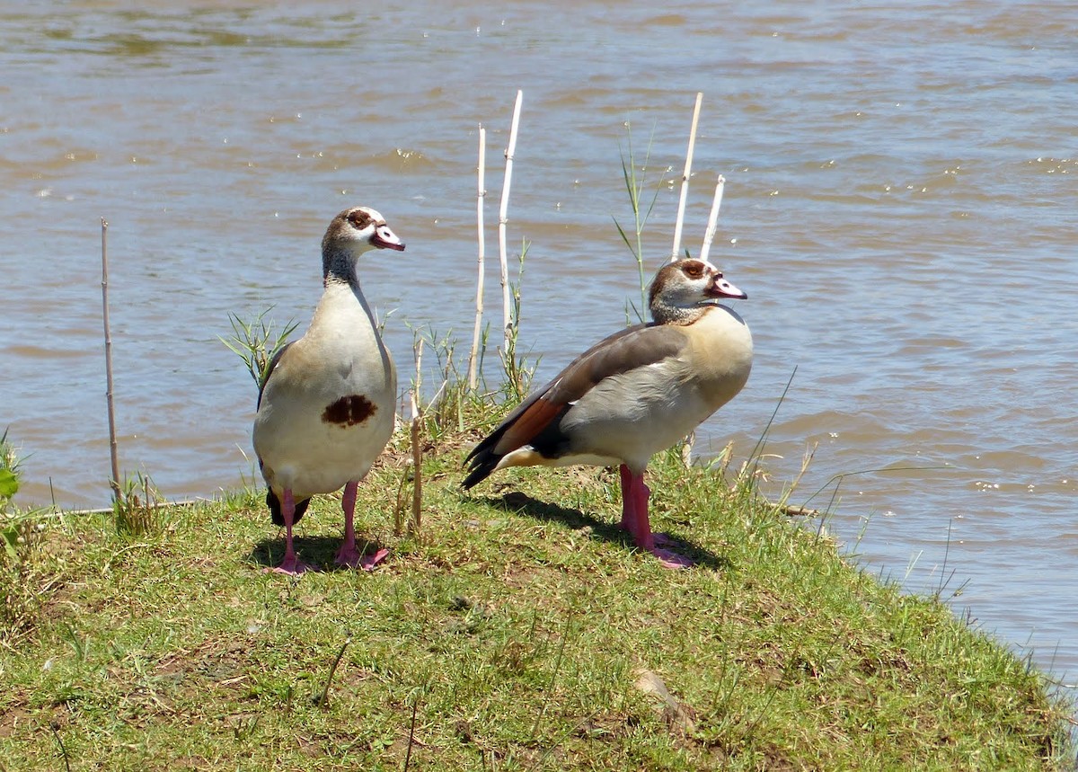 Egyptian Goose - Andy Frank