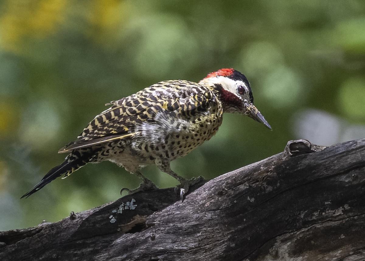 Green-barred Woodpecker - ML551080411