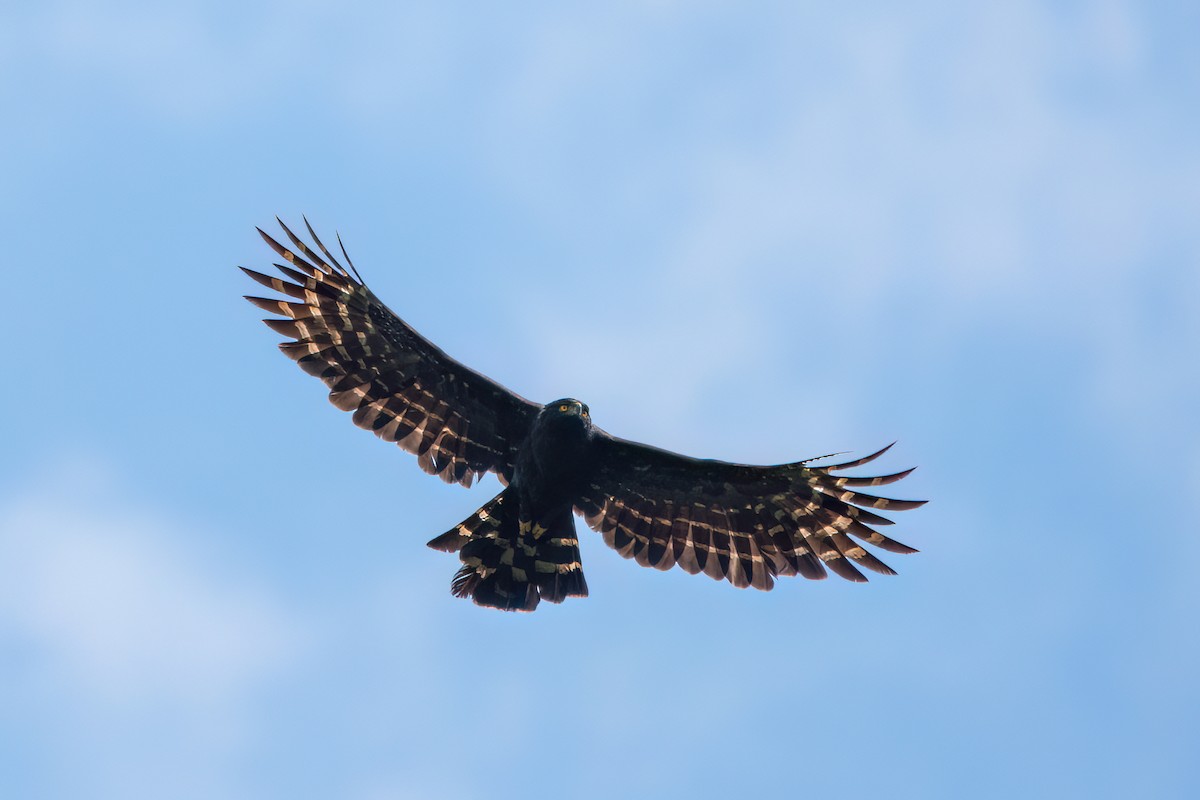 Black Hawk-Eagle - Marcos Eugênio Birding Guide