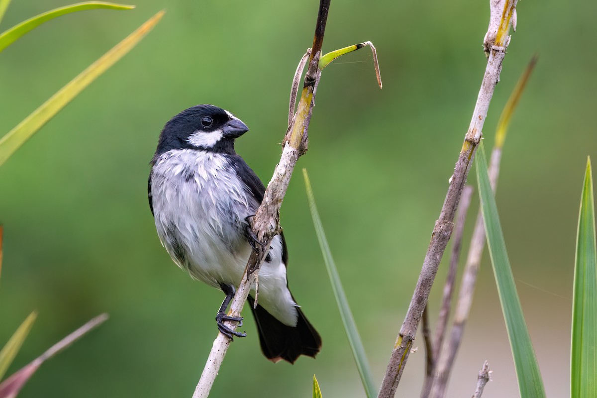 Lined Seedeater - Marcos Eugênio Birding Guide