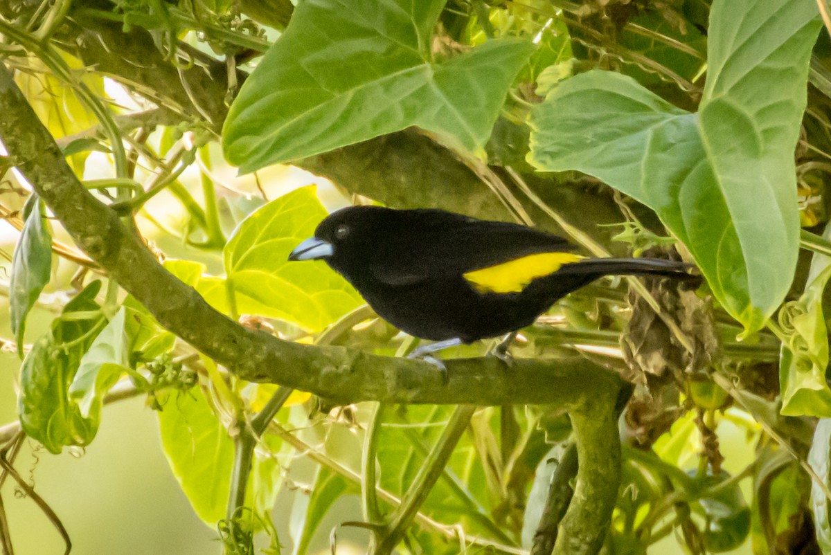 Flame-rumped Tanager (Lemon-rumped) - ML551084811