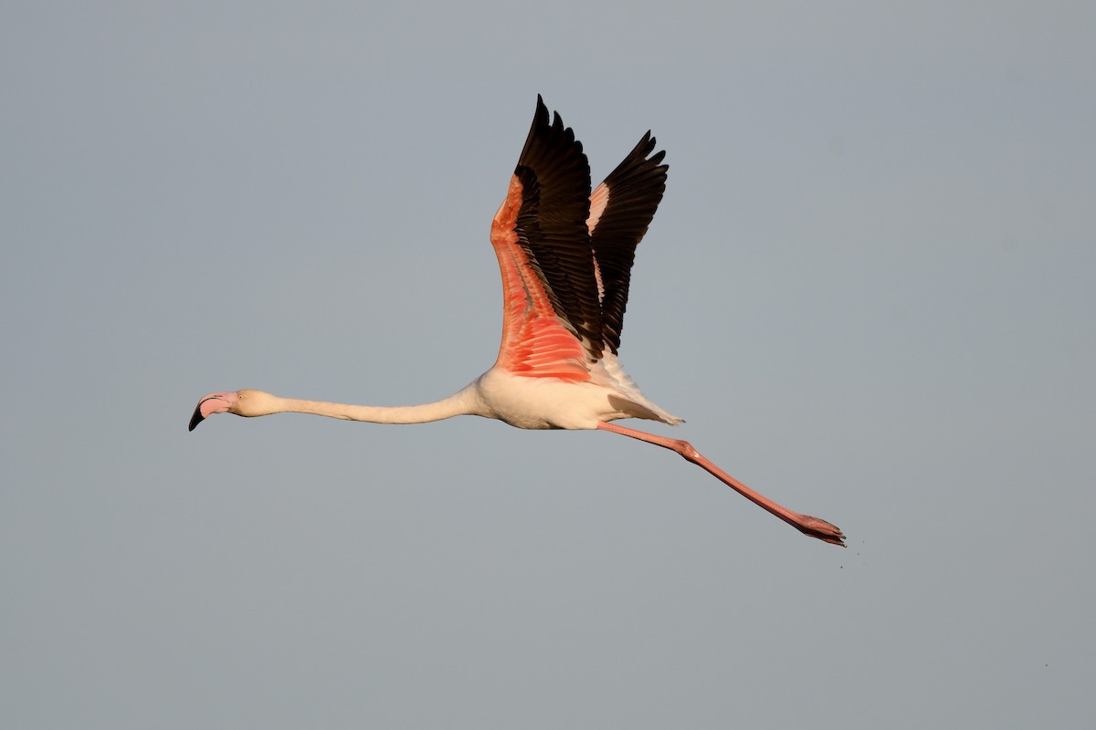 Greater Flamingo - ML551085571