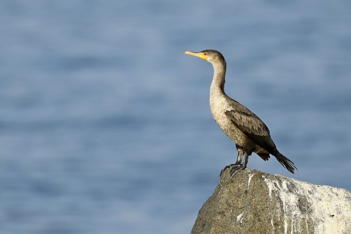 Double-crested Cormorant - Jonathan Irons