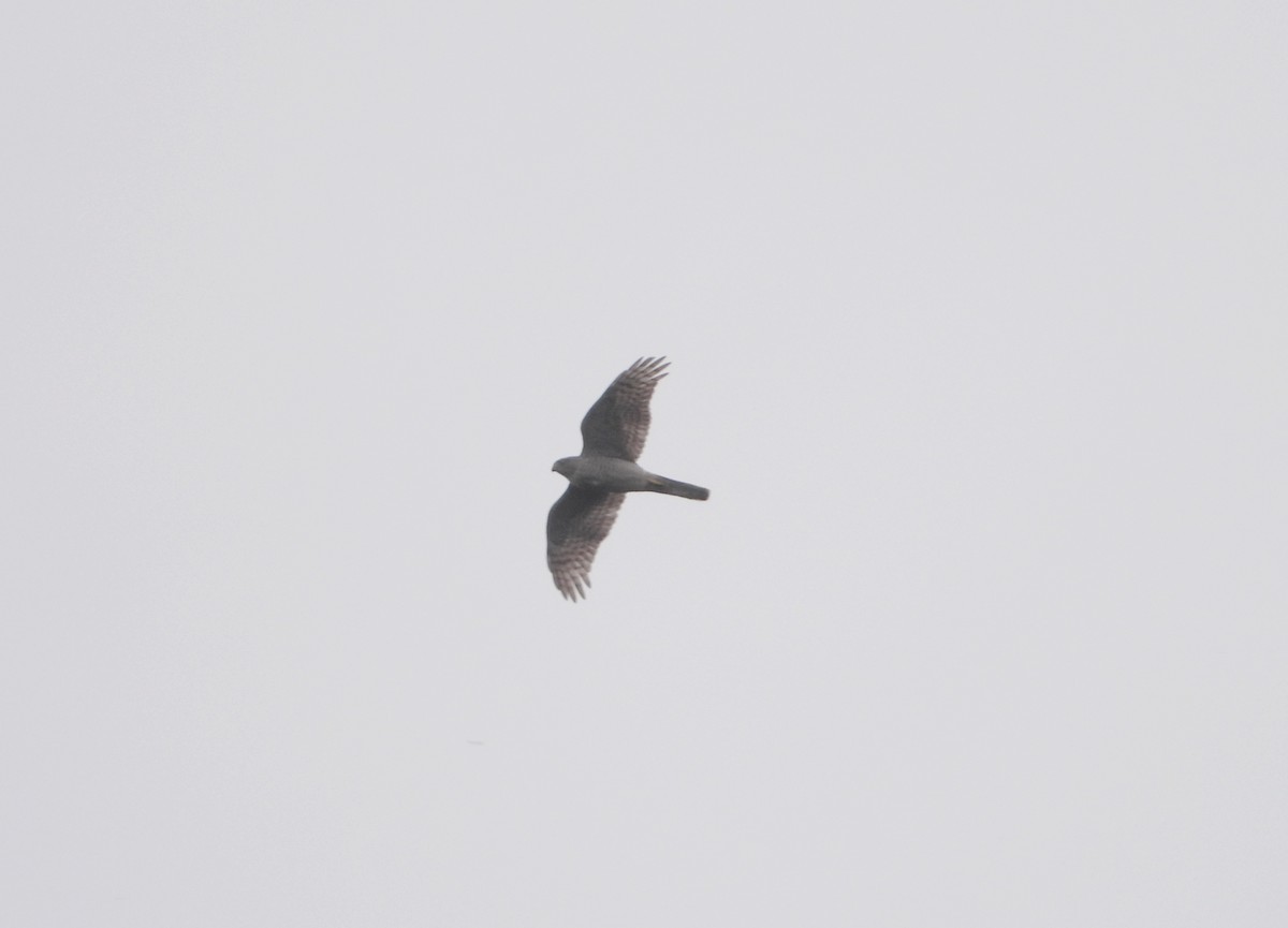 Eurasian Sparrowhawk - ML551093771