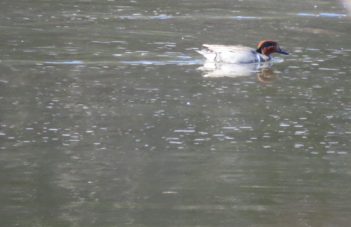 Green-winged Teal - ML551097001