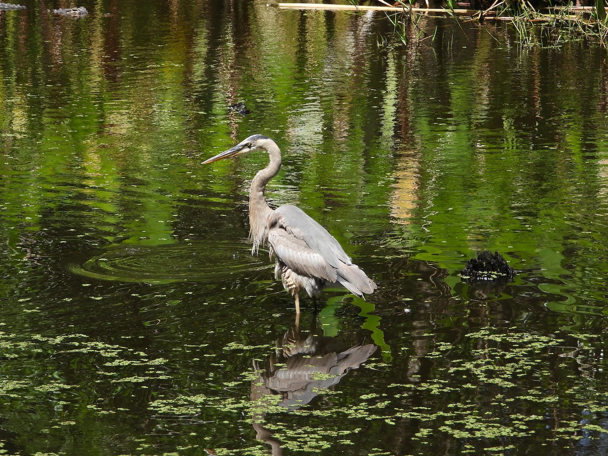 Ebird Checklist - 29 Mar 2023 - Audubon Corkscrew Swamp Sanctuary - 45 