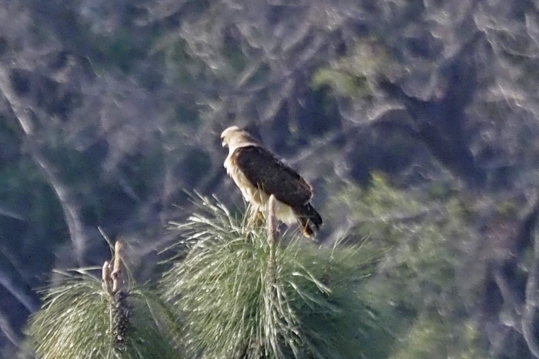 Red-tailed Hawk - ML551106331