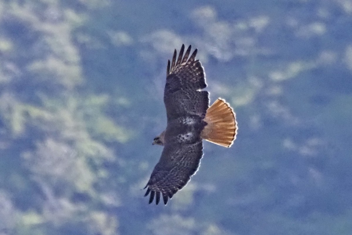Red-tailed Hawk - Dan Pierce