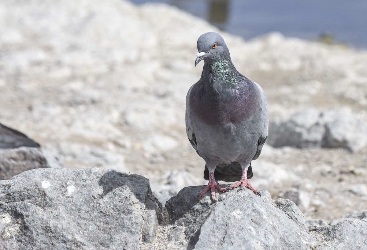 Rock Pigeon (Feral Pigeon) - ML551107701