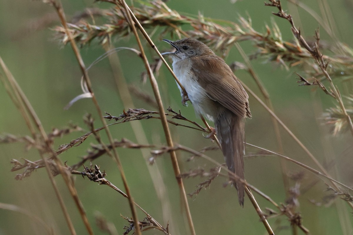 Fan-tailed Grassbird - ML551108311