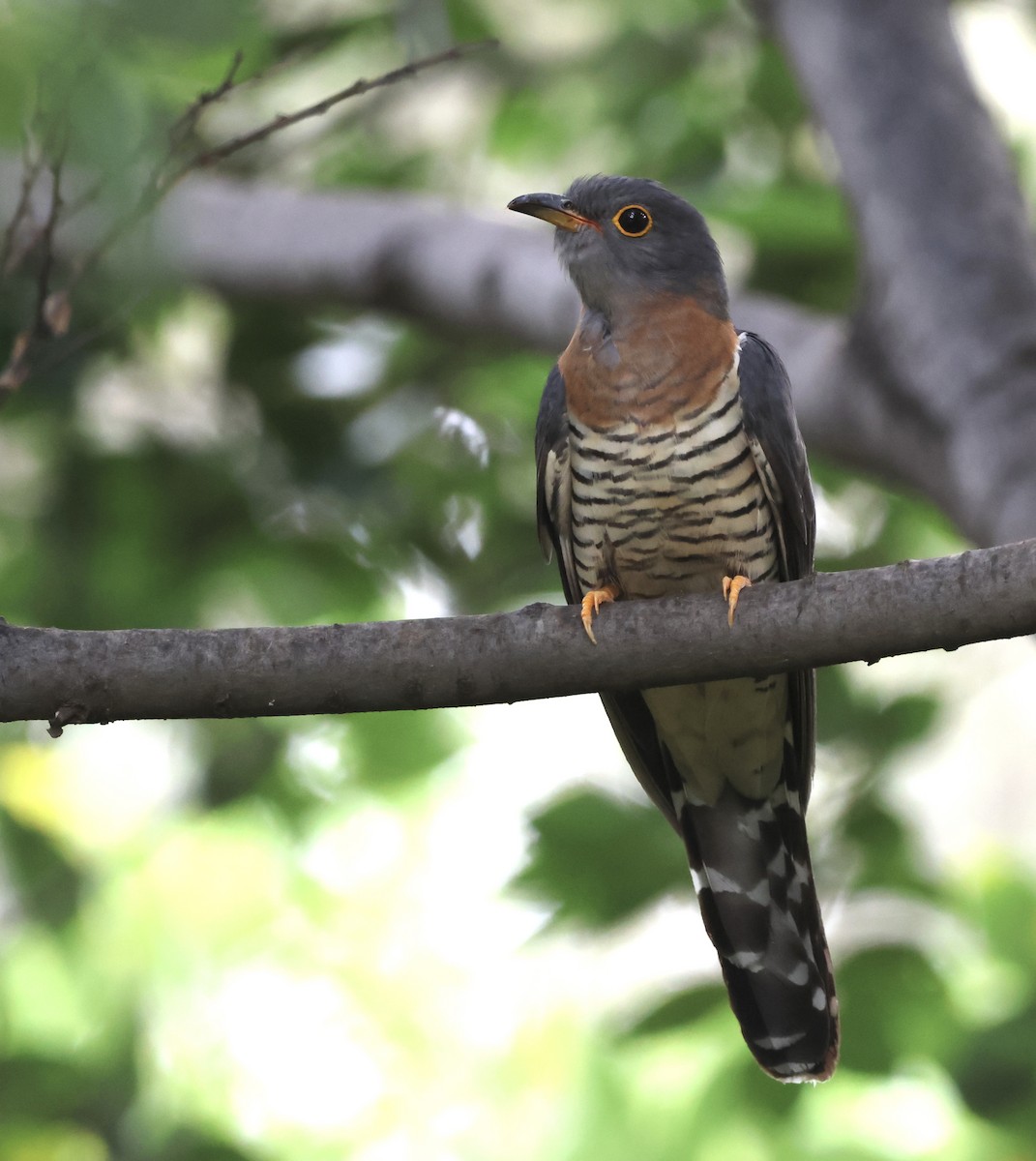 Red-chested Cuckoo - ML551109621